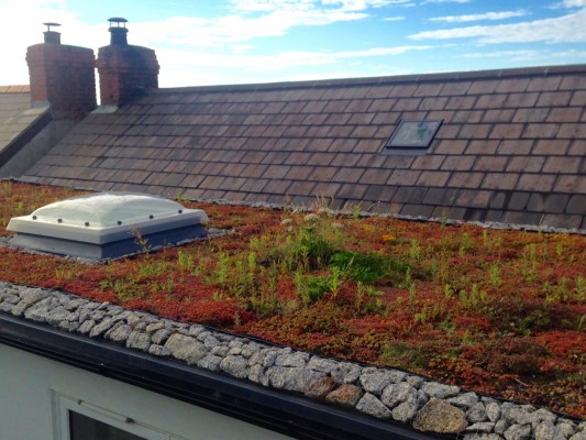 First and last - green roof England