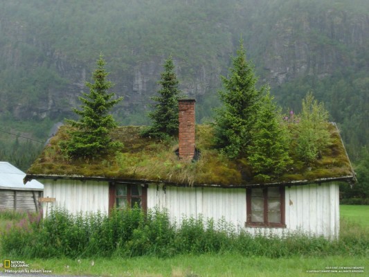 Log cabin green roof with trees