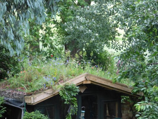 Green roof Shed on Hampstead Heath Small Scale Green Roof Guide Green roof Hampstead