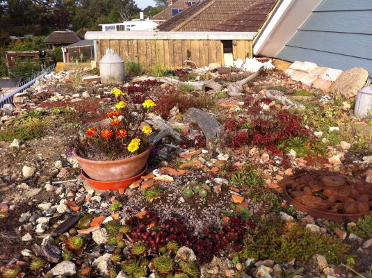 Essex green roof