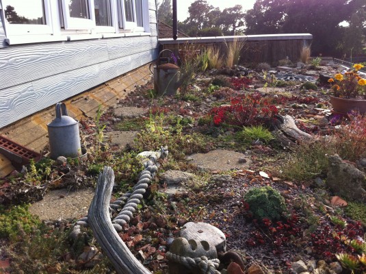 Biodiversity on a green roof in Essex