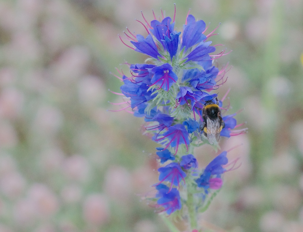 Bees + wildflowers on a green roof