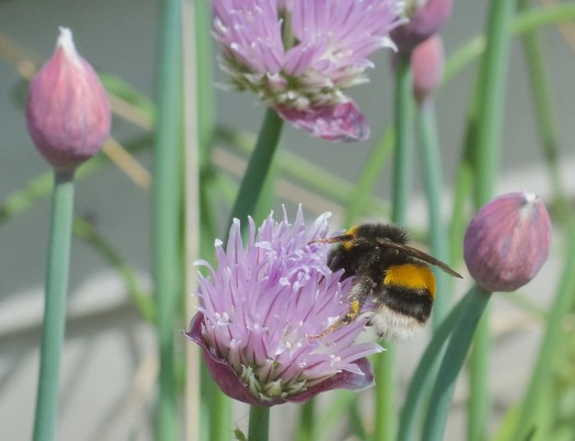 John's Wildflowers Chives