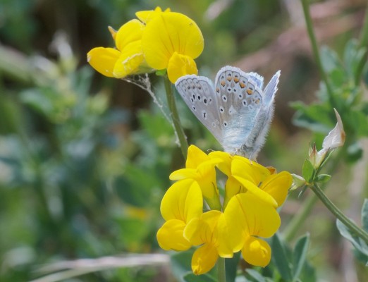 John's Wildflowers Birdsfoot trefoil