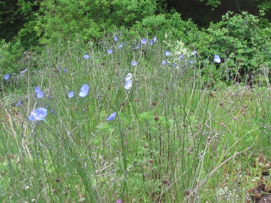 John's Wildflowers Linum