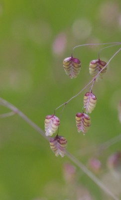 Grass species of a green roof