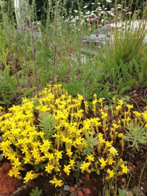 Sedum sp on a green roof