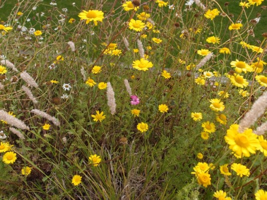 Anthemis - good green roof plant