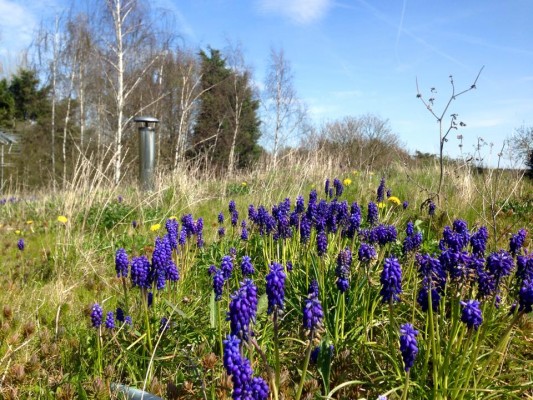 Green roof training HQ 