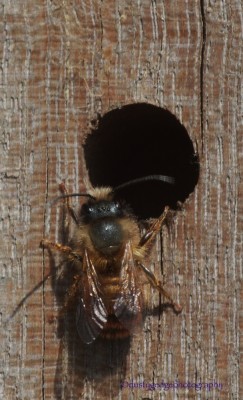 Green roof training HQ - Mason Bee