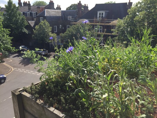 Balcony Green Roof - Cornflowers