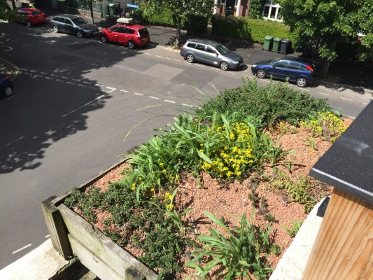 Balcony green roof sedum acre