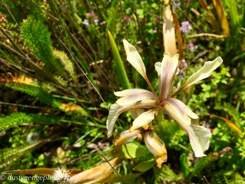 green roof plant stinking iris