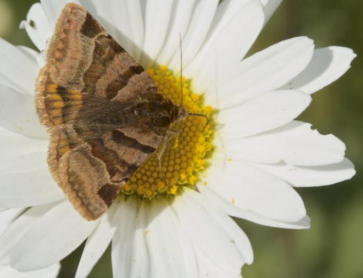 Moths - Pollination Awareness Week