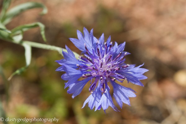 Balcony green roof cornflower