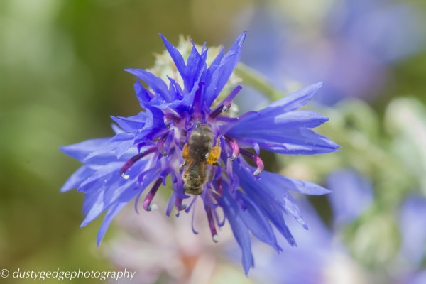 Solitary bee on my balcony green roof