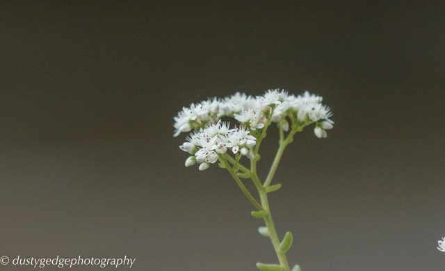 green roof Sedum alba