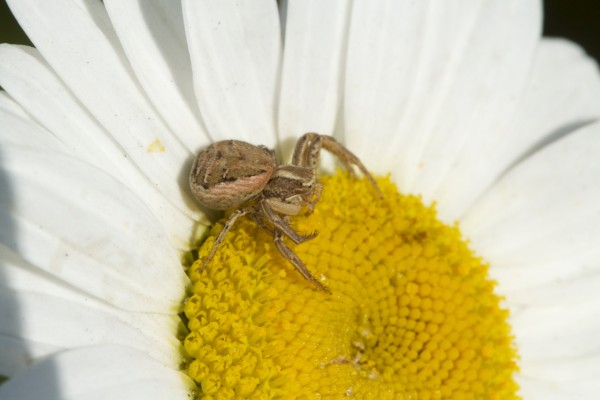 Spiders - Pollination Awareness Week