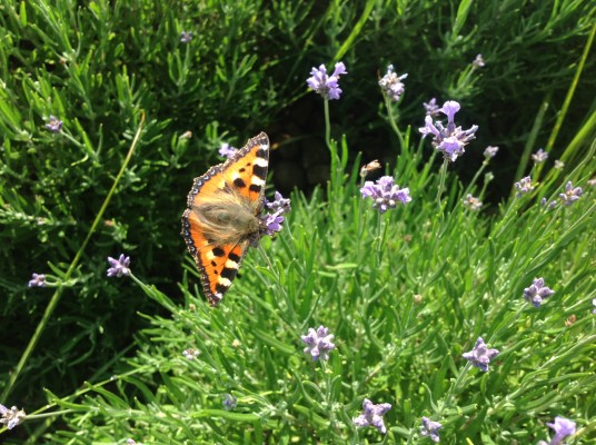 Intensive green roof - Tortoiseshell