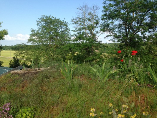 barn green roof in Normandy