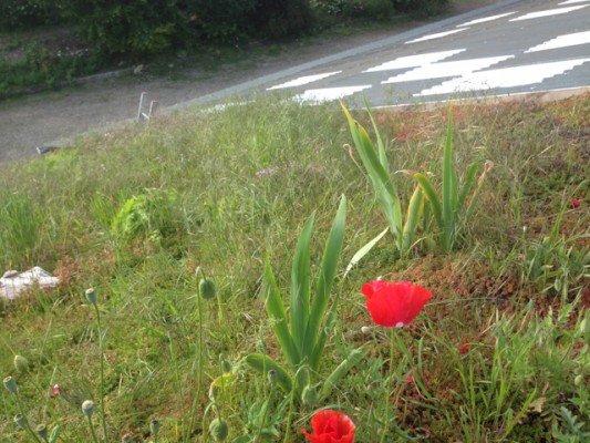 Normandy - green roofs - toit verts