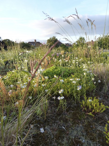 Meadow on an office green roof