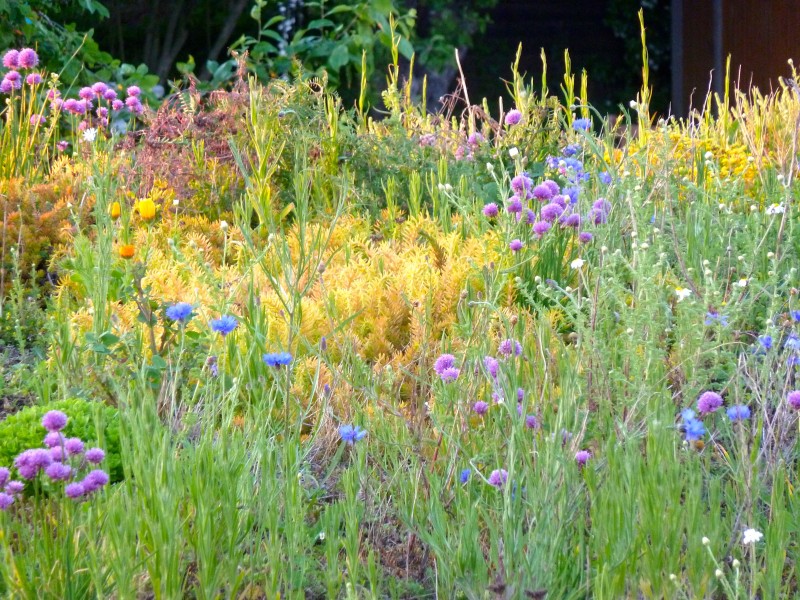 Guardian Garden Editor Jane Perone's green roof