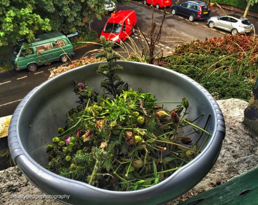 seeds collected for a green roof