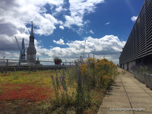 Wild seeds create wildflowers on commercial green roofs