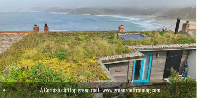 Clifftop green roof - Cornwall