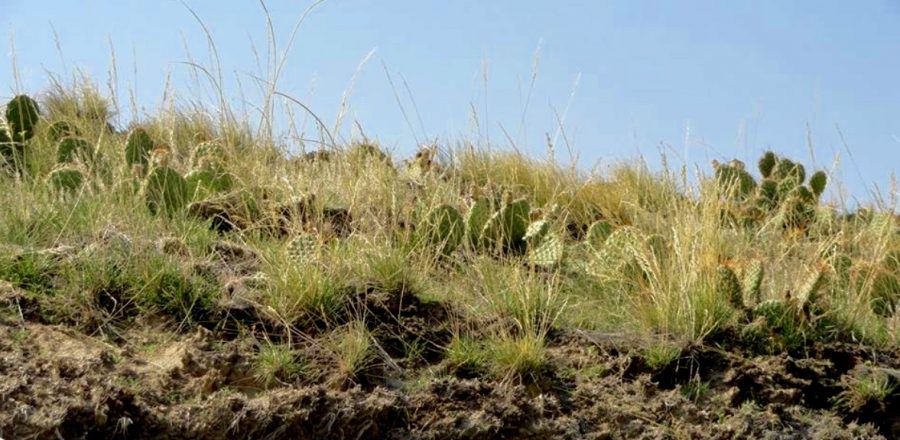 Detail of a Prairie sod or grass roof in Nebraska