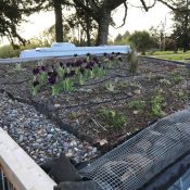 Shed green roof in WA – an update