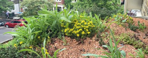 The Vital Guide for Small Green Roofs
