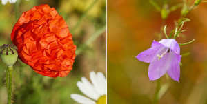 poppy and harebell as green roof plants